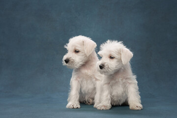 two puppies white schnauzer on a blue background. Cute dog portrait