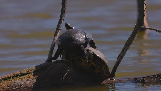 Slow Motion Shot Of Turtles Sitting On Each Other Over Wooden Log During Sunny Day - Arvada, Colorado