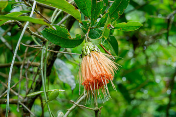 Stifftia flowers are blooming in a tourist park