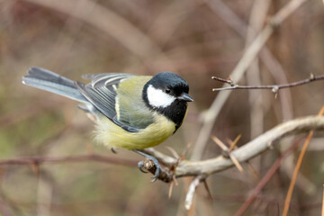 Great Tit (Parus major)