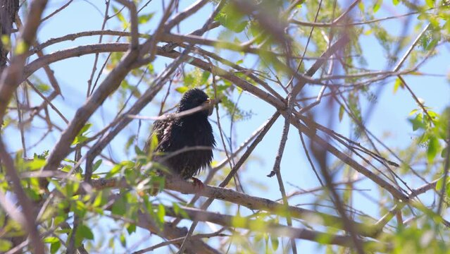 Wet Common Starling Bird With Worms On Branch Of Tree In Forest - Arvada, Colorado