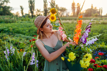 Woman gardener picking gladiolus dahlias in bucket with water. Harvest in summer garden at sunset. Cut flowers business - obrazy, fototapety, plakaty