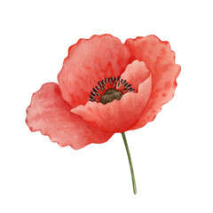 Poppy flower watercolor illustration isolated on white background. 