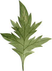 Watercolor illustration of green poppy leaf.