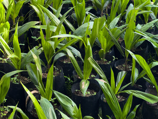 Fototapeta premium Oil palm agriculture industry concept. Cultivation of oil palm trees. Palm trees that grow from fine palm seed