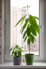 Avocado plant in flower pot and sprouting avocado seed in glass of water on windowsill. Indoor plant at home.