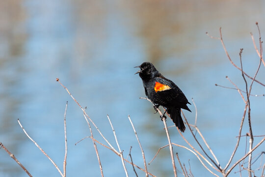 A Red-winged Blacking Sings a Song
