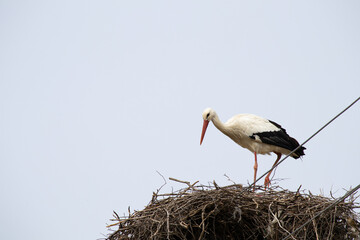 Stork strengthens the nest on a pole