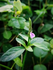 butterfly on a flower