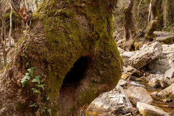 Obraz premium A forest stream surrounded by tree trunks covered with moss