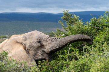Close-up of an elephant reaching for a branch with its trunk 
