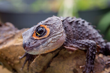 Red-eyed crocodile skinks on a tree trunk
