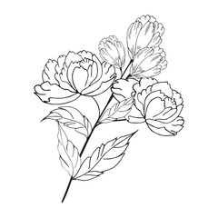 Delicate floral composition, background of lush, luxurious flowers, buds, leaves. For frame, card, poster, poster, divider, border. Hand drawn. With space for text