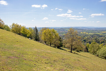Fototapeta premium Summer trees along the Malvern hills of the UK.