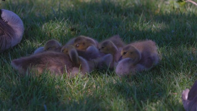 Slow Motion Shot Of Baby Geese Sleeping Together By Canada Goose On Grassy Land - Arvada, Colorado