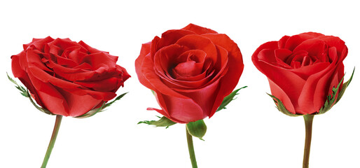 rosas vermelhas em fundo transparente - flor rosa vermelha - obrazy, fototapety, plakaty