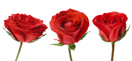 rosas vermelhas em fundo transparente - flor rosa vermelha