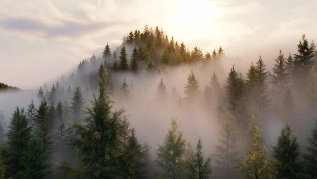 Fog rising rapidly over a coniferous forest, 3d render animation of a forest quickly covered by thick fog, Aerial view
