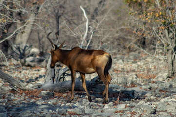 Red Hartebeest standing infront of a dry , grey forest