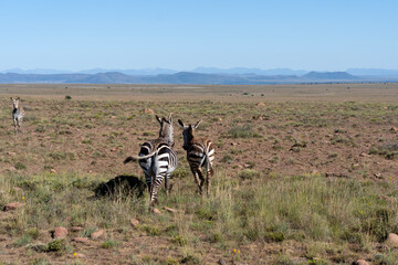 two zebras walking into the savannah photographed from behind on a sunny day in mountain zebra national park 