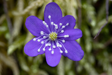 flower of Hepatica nobilis - Anemone liver