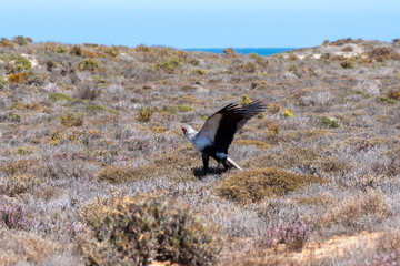 Big black and white bird putting its wings back on the west coast of africa 