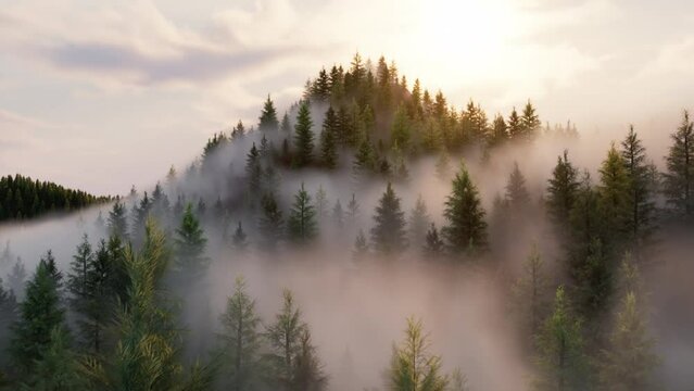 Flight through a coniferous forest in the fog with bright sunlight, Aerial view 3d render