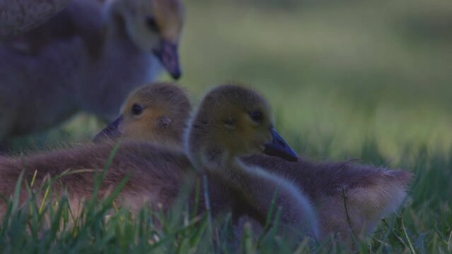 Slow Motion Shot Of Gaggle Of Cute Water Birds On Grassy Land - Arvada, Colorado