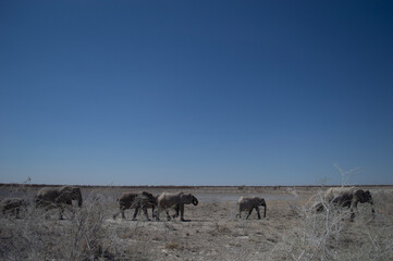 Herd of elephants walking acrosss dry grey plains in etosha Namibia 