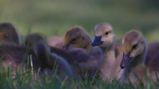 Slow Motion Shot Of Cute Goslings Eating Grass While Eating Together - Arvada, Colorado