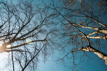 Sun rays forming contrast of leafless tree branches in winter under blue sky, Portugal