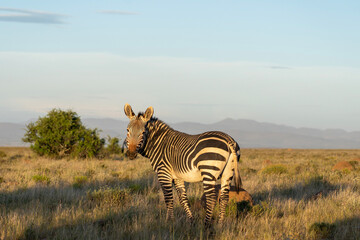 Obraz premium Side photo of mountain zebra looking into the camera bathed in golden light of the sunset in Mountain Zebra National Park, South Africa 