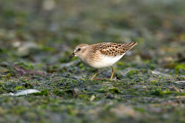 Least Sandpiper, (Calidris minutilla) on beach, Gabriola Island, British Columbia, Canada