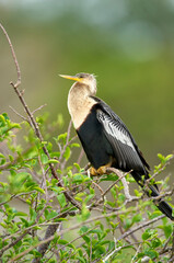 Fototapeta premium Anhinga (Anhinga anhinga), Wakodahatchee Wetlands, Delray Beach, Florida, USA