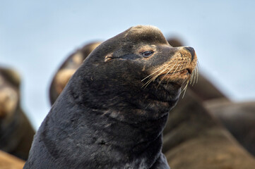 Naklejka premium California Sea Lion (Zalophus californianus), Fanny Bay , British Columbia, Canada 