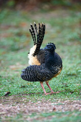 Bare-faced Curassow (Crax fasciolata), Araras Ecolodge,  Mato Grosso, Brazil 