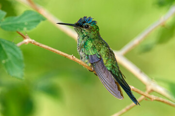 Sapphire-spangled Emerald Hummingbird (Amazilia rondoniae), Mangueiras Ranch,  Bairro da Ponte Nova, Sao Paulo, Brazil 