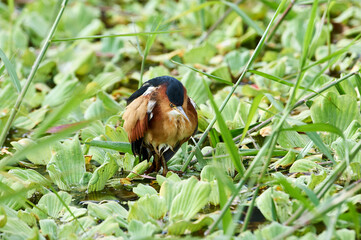 Juvenile Green Heron (Butorides virescens) hunting along edge of Lake Chapala, Jocotopec, Jalisco, Mexico