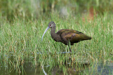 White-faced Ibis (Plegadis chihi) hunting along edge of Lake Chapala, Jocotopec, Jalisco, Mexico