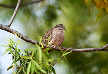 Fototapeta premium Inca Dove (Columbina inca) perched in a tree, Jocotopec, Jalisco, Mexico