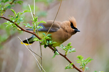 Cedar Waxwing (Bombycilla cedrorum) perched in a bush, French Basin trail, Annapolis Royal, Nova Scotia, Canada,