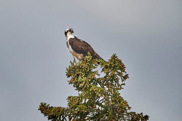 Osprey (Pandion haliaetus) perched at top of tree  Petite Riviere, Nova Scotia, Canada,