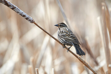 Female Red-winged Blackbird (Agelaius phoeniceus) on edge of wetland, Annapolis Royal Marsh, French Basin trail, Annapolis Royal, Nova Scotia, Canada