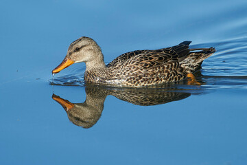 American Black Duck (Anas rubripes) swimming in the lake, Annapolis Royal Marsh, French Basin trail, Annapolis Royal, Nova Scotia, Canada,