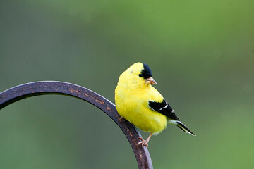 Male American Goldfinch (Carduelis tristis) perched  Cherry Hill, Nova Scotia, Canada