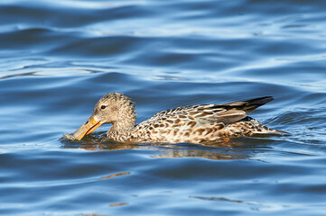 Female Northern Shoveler (Anas clypeata) swimming, Annapolis Royal Marsh, French Basin trail, Annapolis Royal, Nova Scotia, Canada