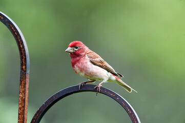 Purple Finch (Carpodacus purpureus) perched in a garden Cherry Hill, Nova Scotia, Canada