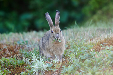 Snowshoe Hare (Lepus americanus) in summer coat, Cherry Hill, Nova Scotia, Canada