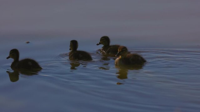 Slow Motion Shot Of Cute Gaggle Of Baby Geese Floating Together In Lake During Sunset - Arvada, Colorado