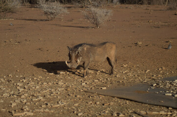 Side photo of a warthog at a watering hole in the evening in etosha national park Namibia